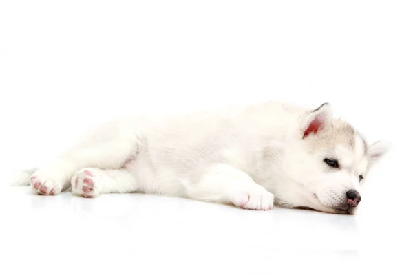 Adorable Cachorro Husky Siberiano Sobre Fondo Blanco — Foto de Stock