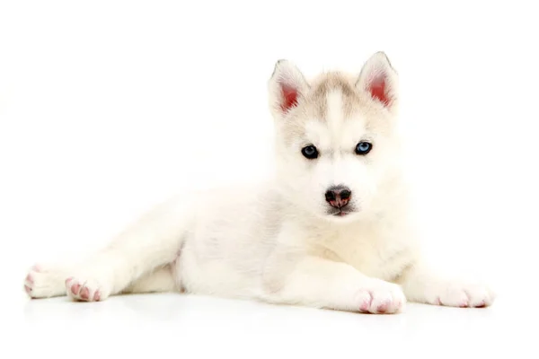 Schattige Siberische Husky Puppy Witte Achtergrond — Stockfoto
