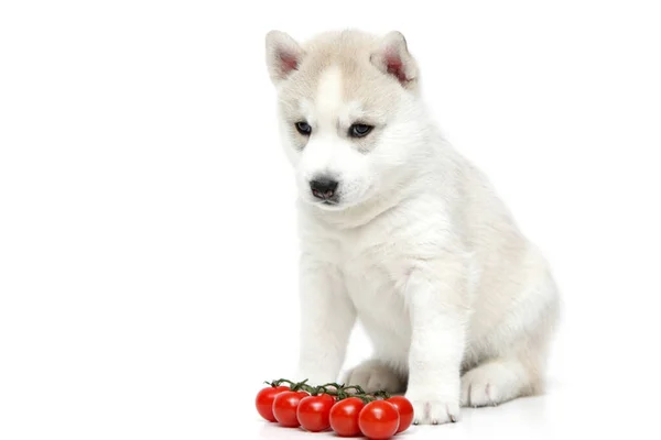 Siberische Husky Puppy Met Verse Kerstomaten — Stockfoto