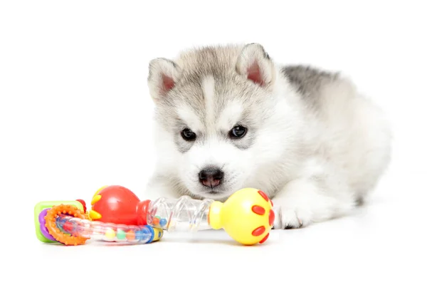 Speelse Siberische Husky Puppy Witte Achtergrond — Stockfoto