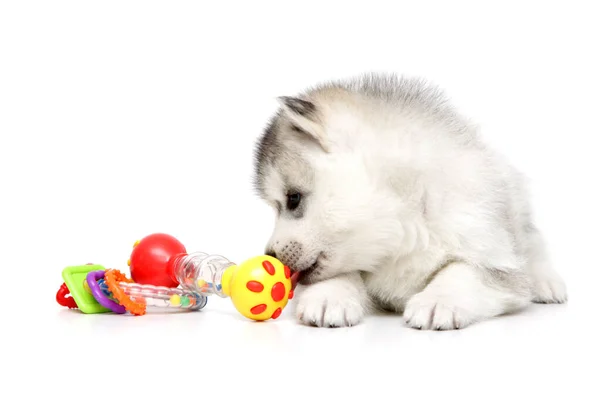 Playful Siberian Husky Puppy White Background — Stock Photo, Image