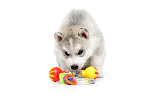 遊び心シベリアハスキー子犬上の白い背景 — ストック写真