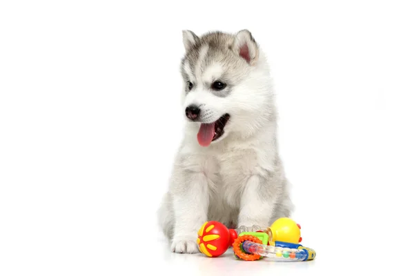 Juguetón Siberiano Husky Cachorro Sobre Fondo Blanco — Foto de Stock