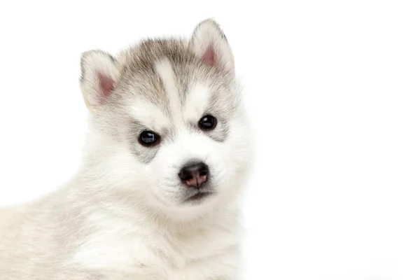 Adorable Cachorro Husky Siberiano Sobre Fondo Blanco —  Fotos de Stock