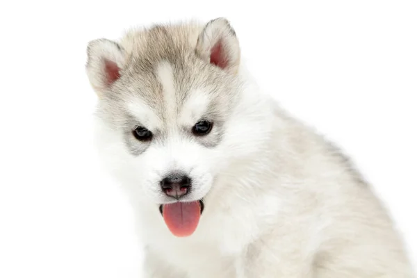 Adorable Cachorro Husky Siberiano Sobre Fondo Blanco —  Fotos de Stock