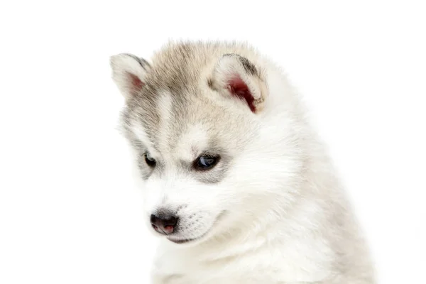 Entzückender Siberian Husky Welpe Auf Weißem Hintergrund — Stockfoto