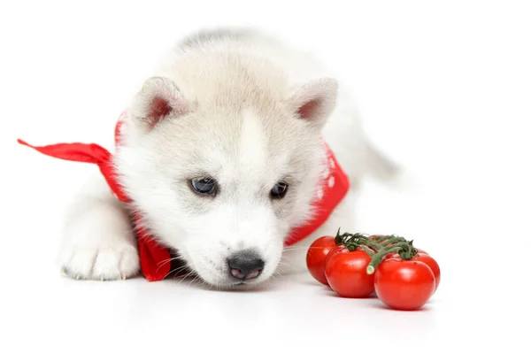 シベリアハスキー子犬ともに新鮮なチェリートマト — ストック写真