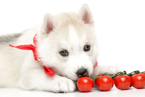 벚나무 토마토를 곁들인 시베리안 허스키 강아지 — 스톡 사진