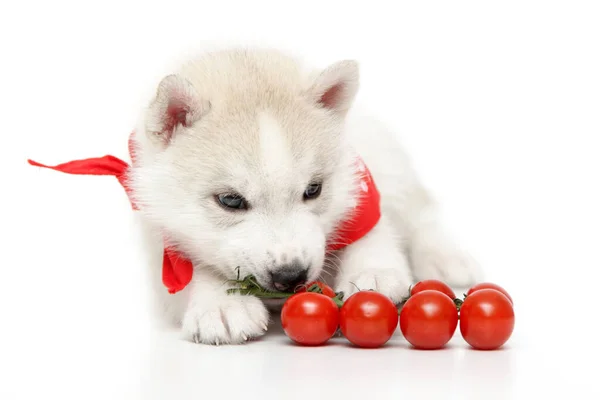 シベリアハスキー子犬ともに新鮮なチェリートマト — ストック写真