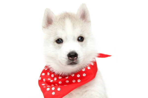 Schattige Siberische Husky Puppy Witte Achtergrond — Stockfoto