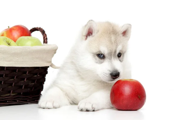 Syberyjski Szczeniak Husky Świeżymi Jabłkami — Zdjęcie stockowe