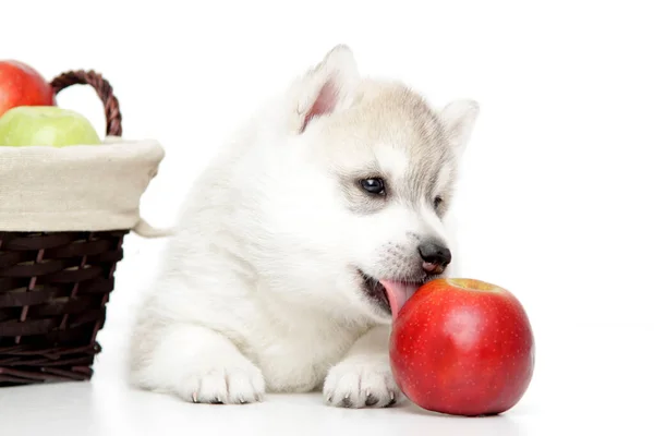 Chiot Husky Sibérien Aux Pommes Fraîches — Photo