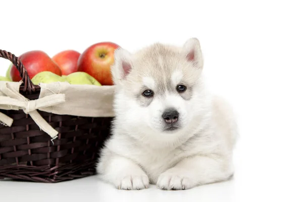 Siberian Husky Welpe Mit Frischen Äpfeln — Stockfoto