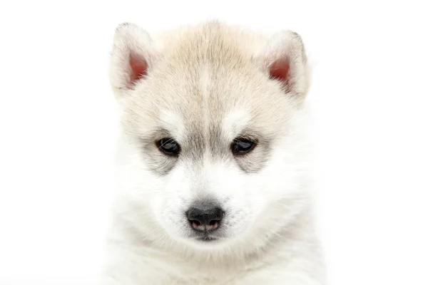 Adorable Cachorro Husky Siberiano Sobre Fondo Blanco —  Fotos de Stock