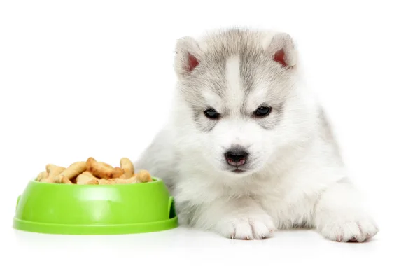 シベリアハスキー子犬ともに食べ物 — ストック写真