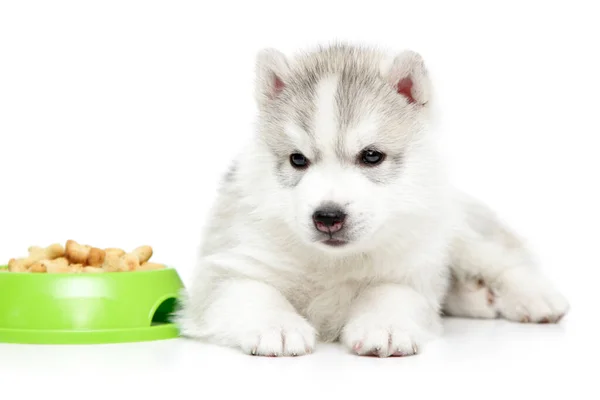 シベリアハスキー子犬ともに食べ物 — ストック写真