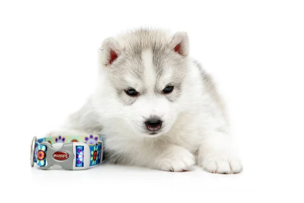 Adorable Siberian Husky Puppy White Background — Stock Photo, Image