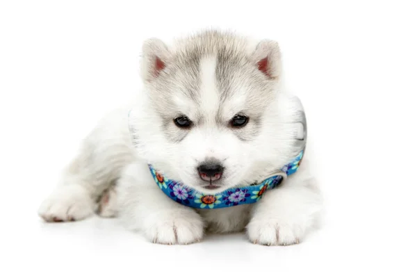 Schattige Siberische Husky Puppy Witte Achtergrond — Stockfoto