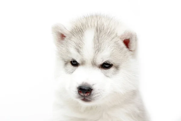 Schattige Siberische Husky Puppy Witte Achtergrond — Stockfoto