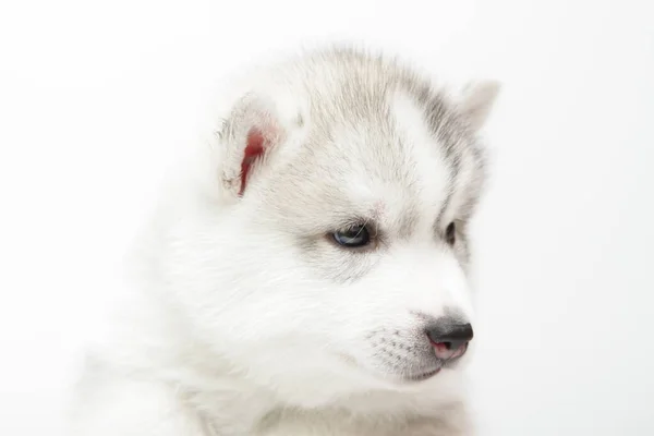 Adorabile Cucciolo Siberiano Husky Sfondo Bianco — Foto Stock