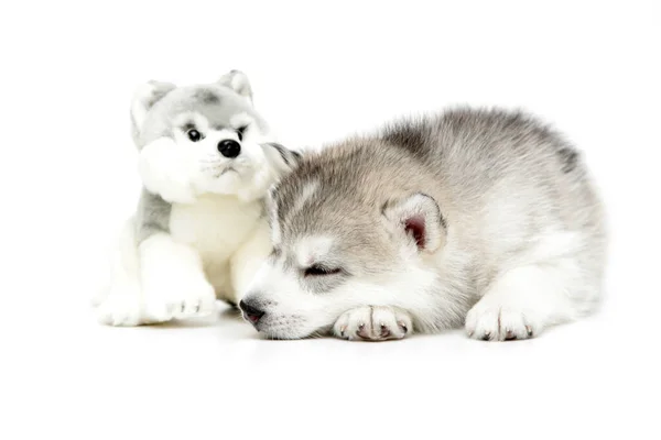 Verspielter Siberian Husky Welpe Auf Weißem Hintergrund — Stockfoto
