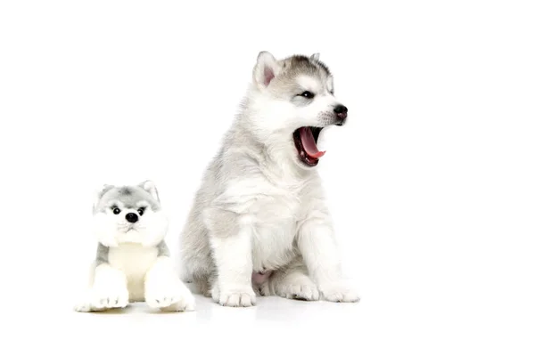 Zabawny Syberyjski Szczeniak Husky Białym Tle — Zdjęcie stockowe