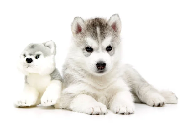 Juguetón Siberiano Husky Cachorro Sobre Fondo Blanco — Foto de Stock