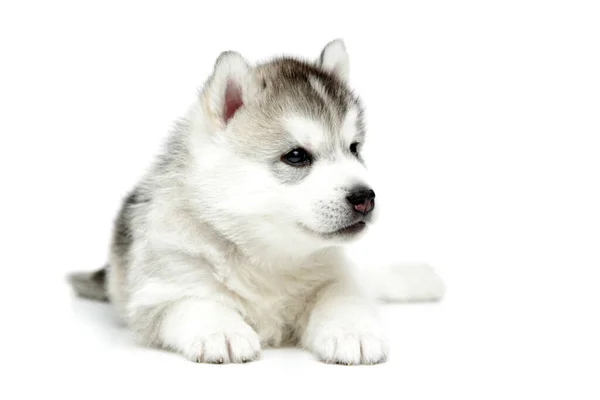 Adorabile Cucciolo Siberiano Husky Sfondo Bianco — Foto Stock