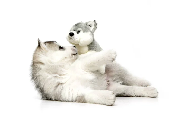 Giocoso Cucciolo Siberiano Husky Sfondo Bianco — Foto Stock