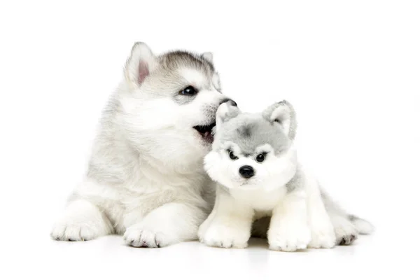 Speelse Siberische Husky Puppy Witte Achtergrond — Stockfoto