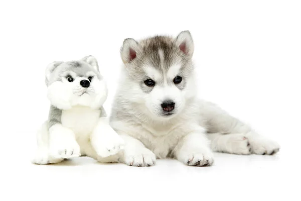 Giocoso Cucciolo Siberiano Husky Sfondo Bianco — Foto Stock