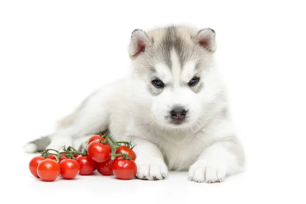 벚나무 토마토를 곁들인 시베리안 허스키 강아지 — 스톡 사진