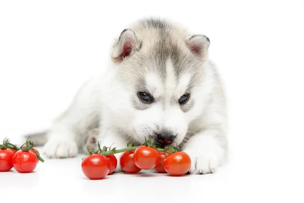 Cucciolo Siberiano Husky Con Pomodorini Ciliegini — Foto Stock