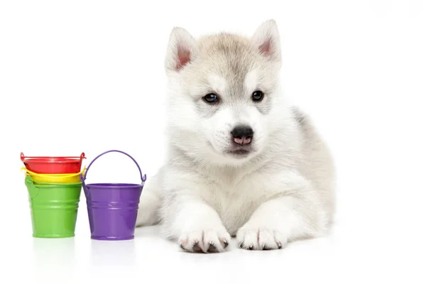 Puppy Siberian Husky Buckets White Background — Stock Photo, Image