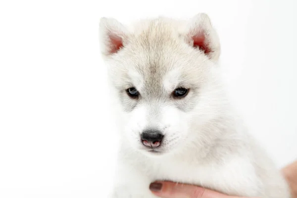 Adorable Siberian Husky Puppy White Background — Stock Photo, Image