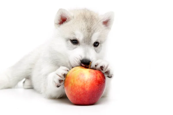 子犬のシベリアハスキーと新鮮なリンゴ — ストック写真