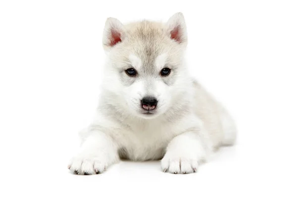 Entzückender Siberian Husky Welpe Auf Weißem Hintergrund — Stockfoto