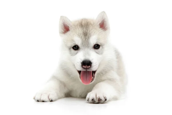 Adorable Siberian Husky Puppy White Background — Stock Photo, Image