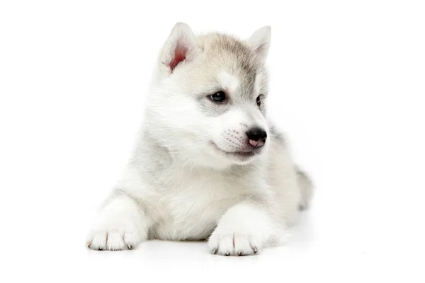 Adorável Siberian Husky Filhote Cachorro Fundo Branco — Fotografia de Stock