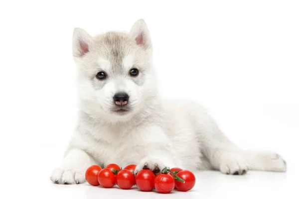 Cucciolo Siberiano Husky Con Pomodorini Ciliegini — Foto Stock