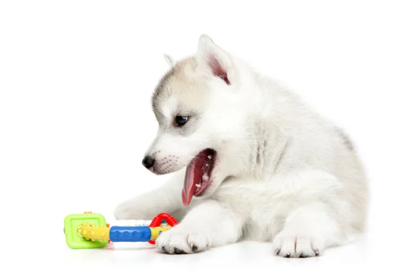 Brincalhão Siberian Husky Filhote Cachorro Fundo Branco — Fotografia de Stock