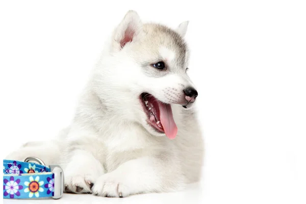 165 imágenes de Puppy on rubble  Imágenes fotos y vectores de stock   Shutterstock
