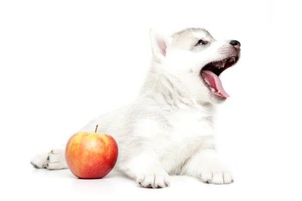 Cachorro Husky Siberiano Con Manzana Fresca — Foto de Stock