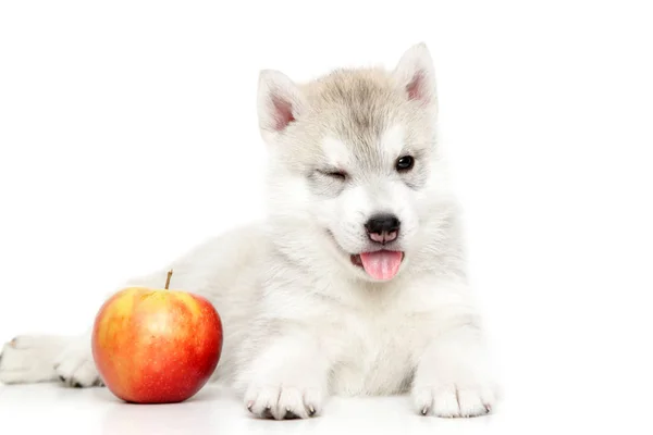 Cachorro Husky Siberiano Con Manzana Fresca —  Fotos de Stock