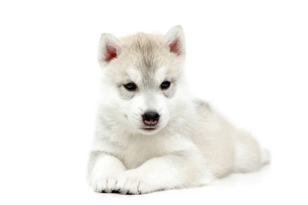 Adorable Chiot Husky Sibérien Sur Fond Blanc — Photo