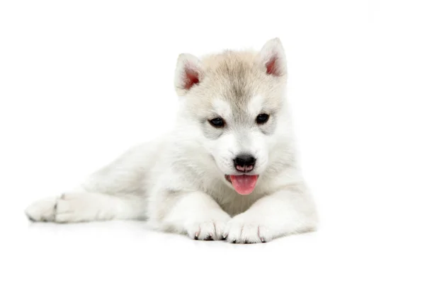 Adorable Cachorro Husky Siberiano Sobre Fondo Blanco —  Fotos de Stock