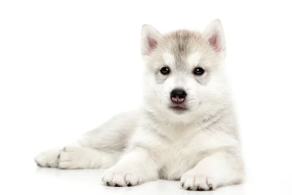 Adorável Siberian Husky Filhote Cachorro Fundo Branco — Fotografia de Stock