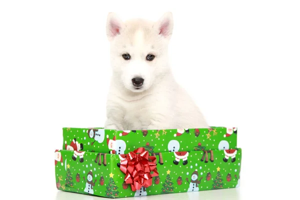 Cachorro Husky Siberiano Con Caja Regalo —  Fotos de Stock