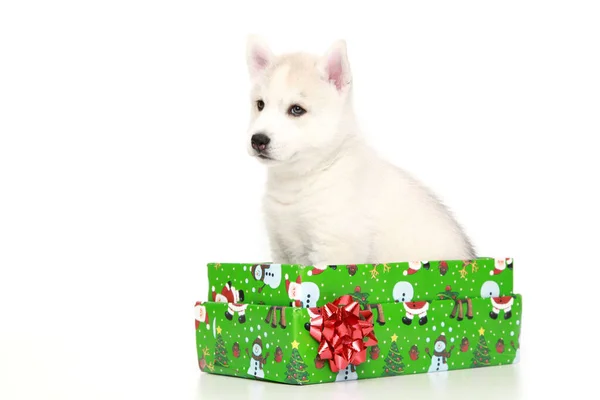 Chiot Husky Sibérien Avec Boîte Cadeau — Photo