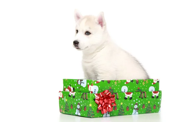 Cachorro Husky Siberiano Con Caja Regalo —  Fotos de Stock